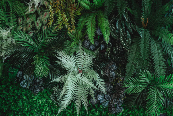 Крупним планом група фонового тропічного зеленого листя текстури і абстрактного фону. Концепція природи тропічного листя
.  - Фото, зображення