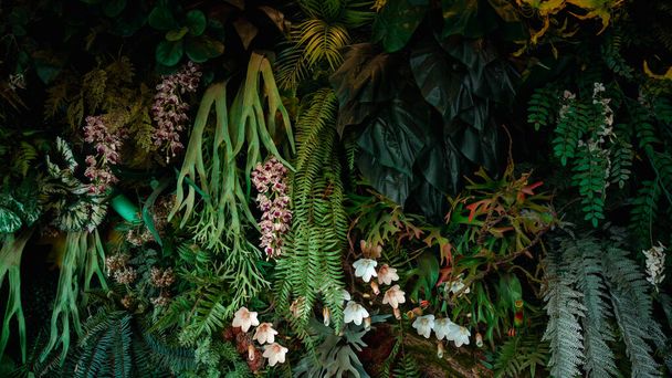 Ein Hintergrund mit einem abstrakten Design und einer Nahaufnahme Textur aus grünen Blättern., tropisches Blatt und Natur-Konzept. - Foto, Bild