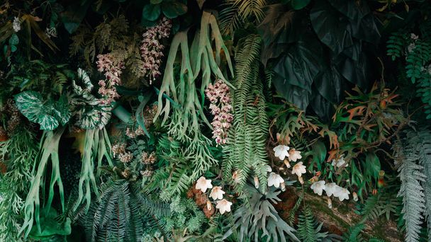 Uno sfondo con un design astratto e una trama ravvicinata di foglie verdi., foglie tropicali e concetto di natura. - Foto, immagini