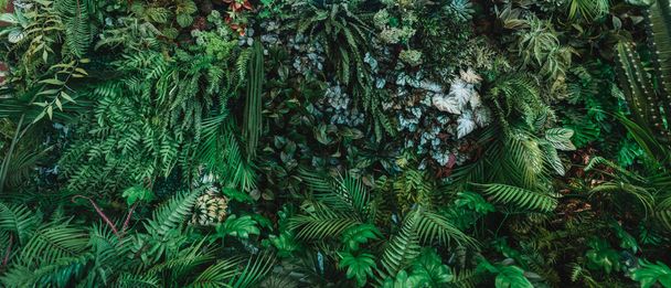 Zamknij grupę tła tropikalnych zielonych liści tekstury i abstrakcyjne tło. Koncepcja przyrody liści tropikalnych.  - Zdjęcie, obraz
