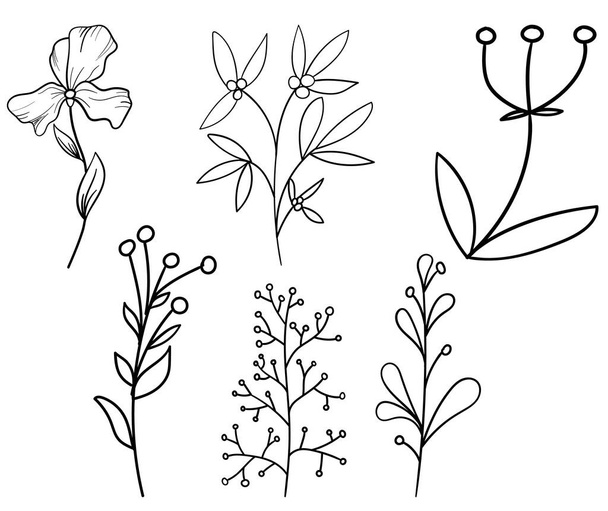 Növényi ebédek firka illusztráció, beleértve a különböző leveleket. Kézzel rajzolt aranyos vonal művészet erdei növény - eukaliptusz, páfrány, bogyók, áfonya. Vázlat rusztikus botanikai rajz színező - Vektor, kép