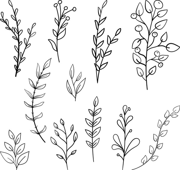 Kasvi brunssit doodle kuvitus myös erilaisia puun lehtiä. Käsin piirretty söpö linja taidetta metsän kasviston eukalyptus, saniainen, marjoja, mustikoita. ääriviivat maalaismainen kasvitieteellinen piirustus väritys - Vektori, kuva