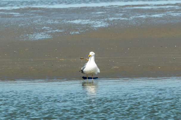 чайка стоїть біля води на пляжі
 - Фото, зображення