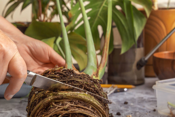 Enlever les vieilles racines du buisson Monstera avec un couteau avant de planter dans un nouveau pot. Gros plan - Photo, image