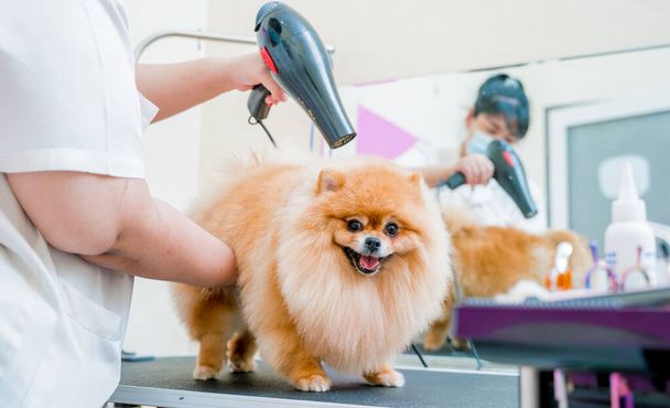 Il toelettatore asciuga un cane di Pomerania dopo essersi lavato dentro a salone di toelettatura. - Foto, immagini