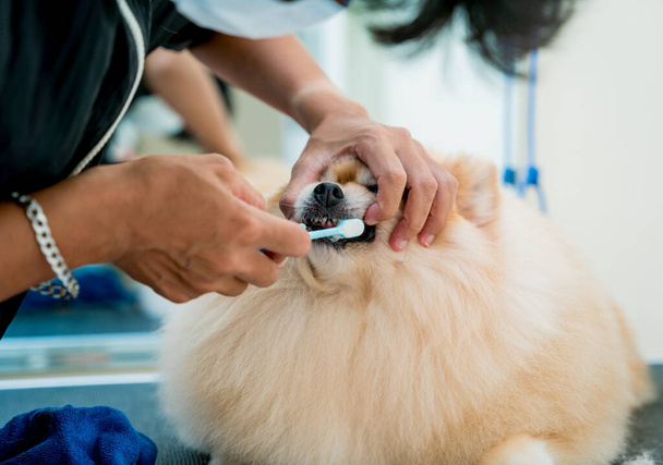 Groomer czyści Pomorskie zęby psa w salonie pielęgnacyjnym - Zdjęcie, obraz