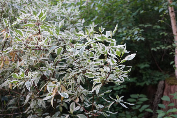 Cornus alba 'Elegantissima' na zahradě v červnu. Cornus alba, dřevo s červenou kůrou, bílé nebo sibiřské dřevo, je druh kvetoucí rostliny čeledi Cornaceae. Berlín, Německo  - Fotografie, Obrázek