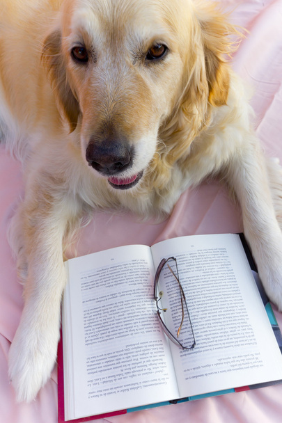 Dog book - Foto, Imagem