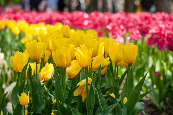 Pole kolorowych tulipanów czerwone tulipany pole wiele czerwonych kwiatów wiosna kwiaty pole tulipan czerwony tulipany żółty tulipany różowe kwiaty pole - Zdjęcie, obraz