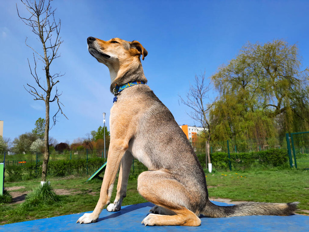 Dog dreamily looks up at the sky. Dog lifestyle. Young thin brown mongrel sits on podium in dog park on summer sunny day. City pets. Animal rights. Template for article, website, blog, advert. - Photo, Image