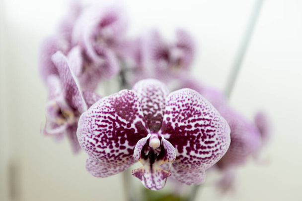 Purple orchid reveals its delicate beauty and freshness, highlighting the fragility of natures growth. Close-up view. - Valokuva, kuva