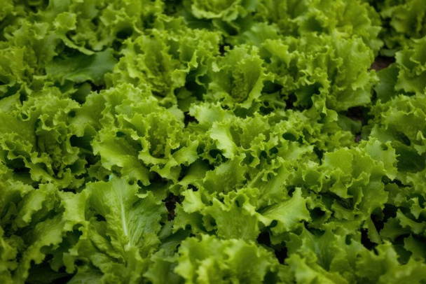 Lettuce, Fresh tasty vegetables, Fresh ingredients, cooking ingredients. High-quality photo - Foto, Imagem
