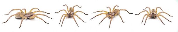 Велика красуня-павук-вовк Tigrosa antaa є видом павука-вовка в родині Lycosidae. Він знаходиться в Сполучених Штатах Америки ізольований на білому фоні з чотирьох поглядів. - Фото, зображення