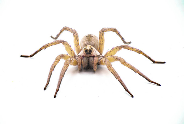Big beautiful female wolf spider Tigrosa annexa is a species of wolf spider in the family Lycosidae. It is found in the United States isolated on white background front view - Photo, Image