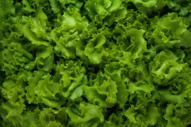 Lettuce, Fresh tasty vegetables, Fresh ingredients, cooking ingredients. High-quality photo - Foto, afbeelding