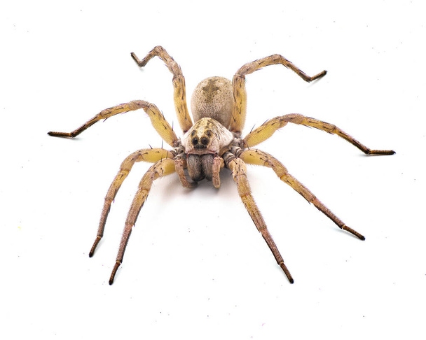 Velká krásná samice vlčího pavouka Tigrosa annexa je druh vlčího pavouka z čeledi Lycosidae. To se nachází ve Spojených státech izolovaných na bílém pozadí přední horní hřbetní pohled - Fotografie, Obrázek