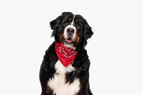 feliz cão pastor berna com bandana vermelha ofegante com a língua para fora enquanto sentado no fundo branco no estúdio - Foto, Imagem