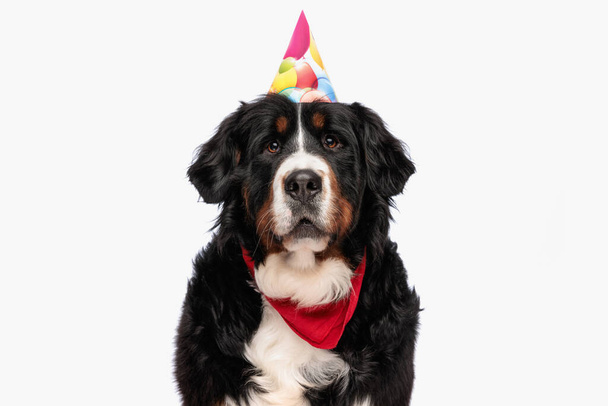 cute bernese mountain dog wearing party hat and red bandana while looking up and sitting on white background in studio - Fotografie, Obrázek