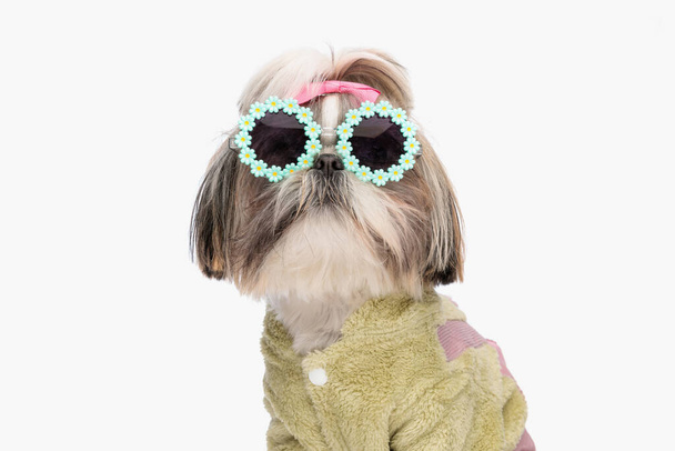 retrato de cachorro shih tzu legal vestindo jaqueta verde, óculos de sol e arco rosa enquanto sentado em fundo branco em estúdio - Foto, Imagem