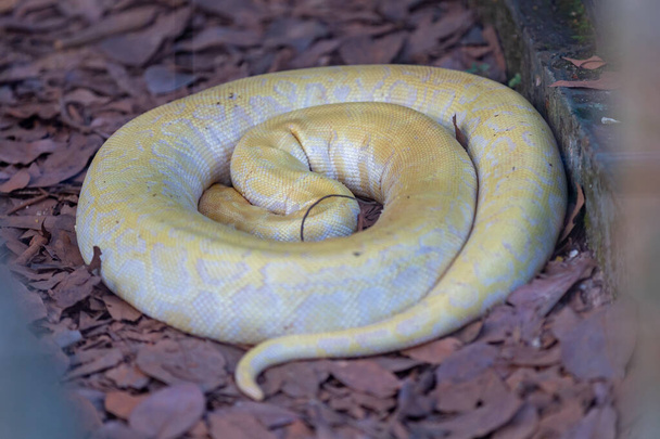 Die Burmesische Python ist eine kleine Albino-Schlange, die sehr wendig in der Bewegung ist - Foto, Bild