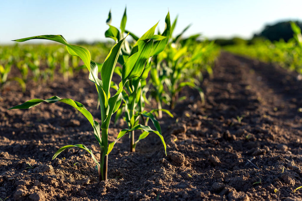 Młode rośliny kukurydzy rosnące na polu w słoneczny dzień. Skupienie selektywne. - Zdjęcie, obraz