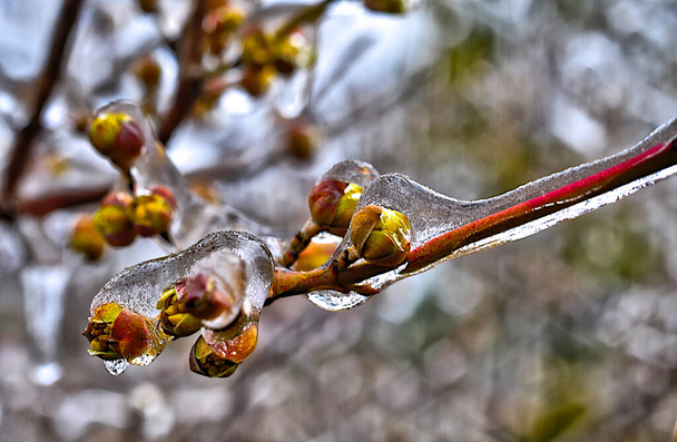Zamrożone rośliny w zimie z pokryciem lodem - Zdjęcie, obraz