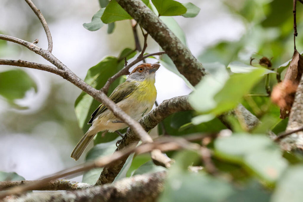 El pájaro tropical conocido como "pitiguari" (Cyclarhis gujanensis) en foco selectivo - Foto, Imagen