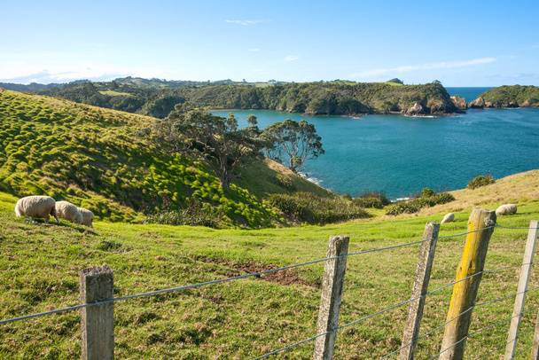 Zielona trawiasta dolina prowadząca do wody w wiejskim nadmorskim krajobrazie z widokiem na tereny uprawne i horyzont Northland, Nowa Zelandia. - Zdjęcie, obraz