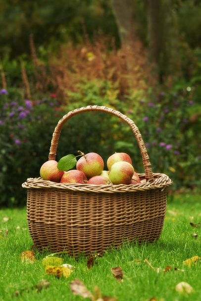 Verimli bir mevsim oldu. Kırmızı elmalar hasır bir sepetin içinde çimlerin üzerinde toplandı. - Fotoğraf, Görsel