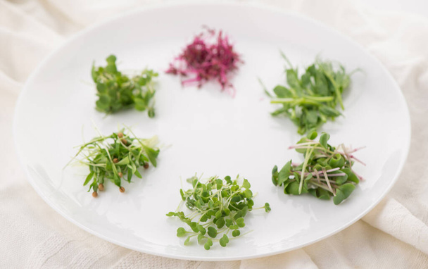 the cultivation of microgreens - red amaranth, mustard, arugula, peas, cilantro on a white plate - Foto, imagen