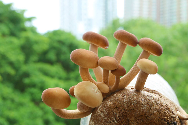 Closeup the Texture of Various Size of Mature Poplar Mushrooms Grown as Urban Houseplants - Photo, Image
