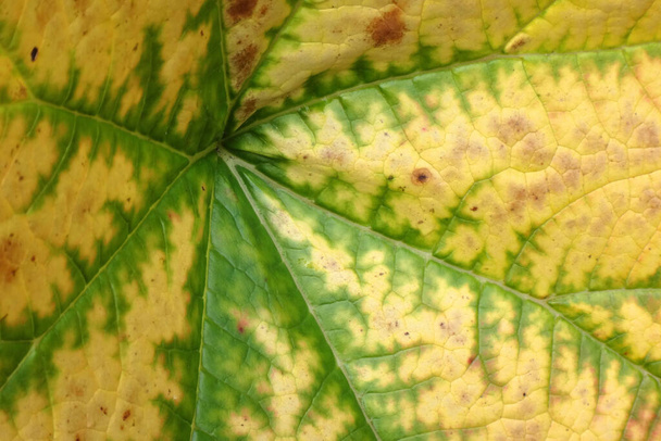 Extreme close-up of an autumn leaf of an Norway Maple (Acer platanoides). Yellow and green natural texture as background - Photo, Image