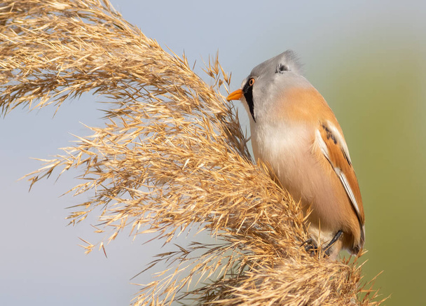 Bearded reedling, Panurus biarmicus. A bird looks for insects in the fluffy top of the reeds - Foto, Imagen