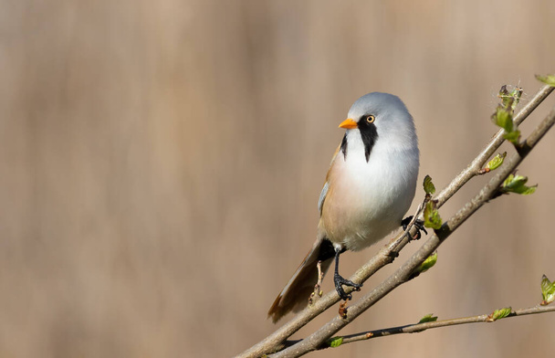 Bearded reedling, Panurus biarmicus. A male bird sitting on a branch against a beautiful background - Photo, Image