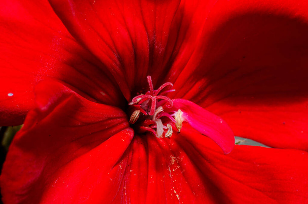 Red flower macro photo of pistil and stamens - Foto, afbeelding