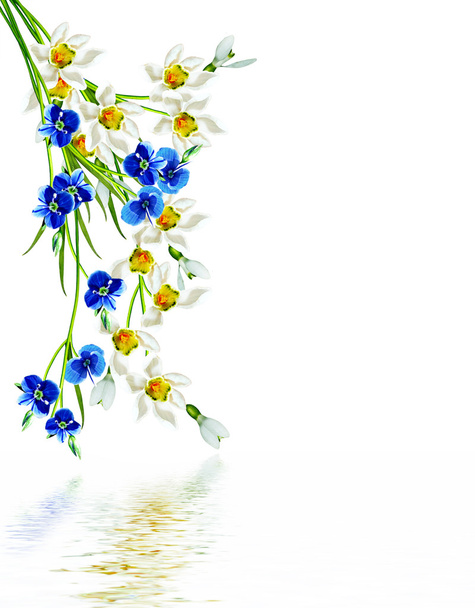 kevään kukat lumikellot eristetty valkoisella taustalla
 - Valokuva, kuva