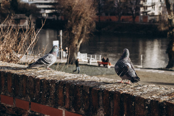 Dos palomas sentadas en la orilla de un río en un día soleado - Foto, imagen