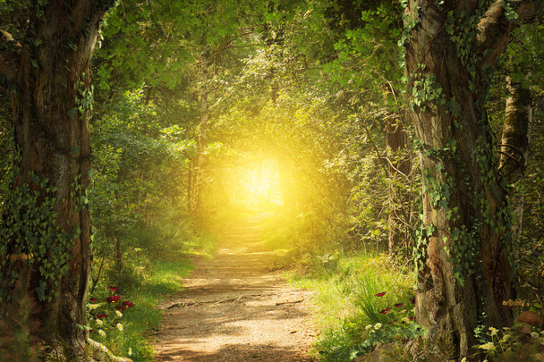 Bellissimo incantevole sentiero a piedi attraverso un bosco fiabesco che conduce ad una luce eterna brillante, rendering 3d. - Foto, immagini