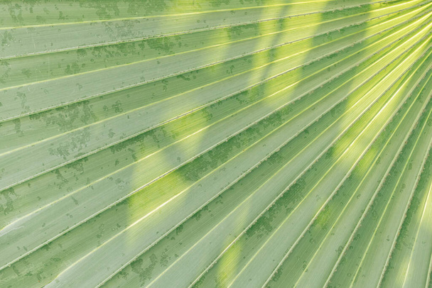 Nízký klíč palmy ponechává tmavou přírodu pozadí. - Fotografie, Obrázek