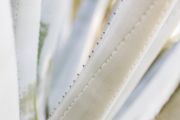 abstract pattern of agave plant. - 写真・画像
