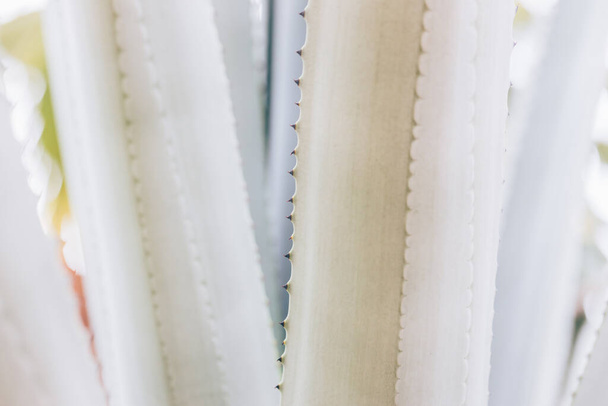abstract pattern of agave plant. - Valokuva, kuva