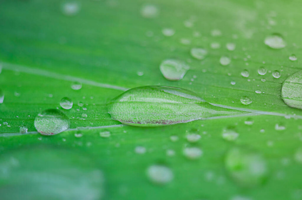 Naturalne zielone tło po deszczu. Makro zdjęcie kropel wody na zielonym liściu. - Zdjęcie, obraz