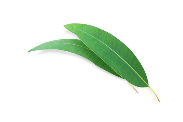  Гілка і листя евкаліпта на білому тлі
 - Фото, зображення