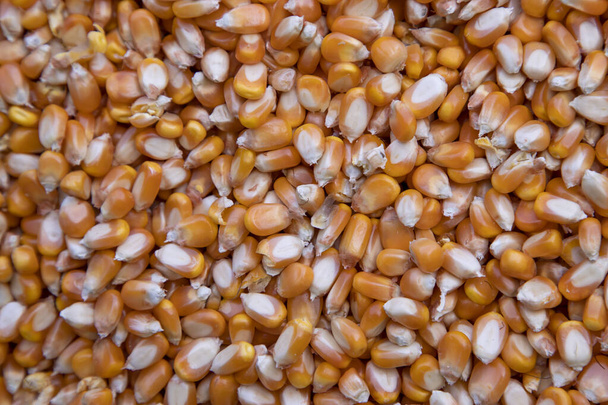 Крупним планом фонова текстура органічного насіння кукурудзи може бути використана як фонові шпалери
 - Фото, зображення