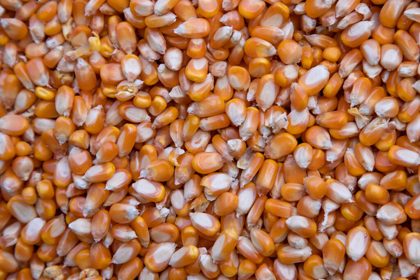 Close-up focus organic corn seed pattern texture Can be used as a background wallpaper - Φωτογραφία, εικόνα