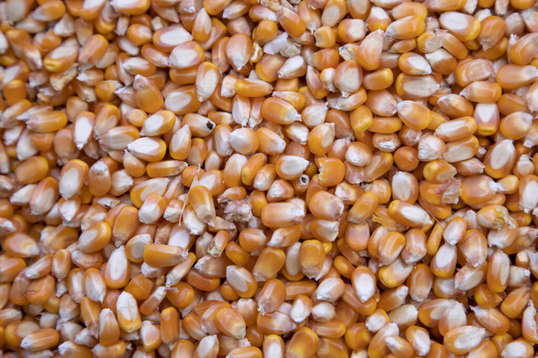Close-up focus organic corn seed pattern texture Can be used as a background wallpaper - Photo, Image