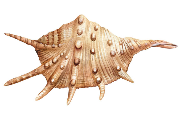 Suluboya deniz kabukları izole edilmiş beyaz arka plan. El çizimi çizimi. Tasarım için gerçekçi deniz kabuğu koleksiyonu. Yüksek kaliteli illüstrasyon - Fotoğraf, Görsel