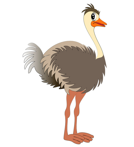 Nice young ostrich - Vector, imagen