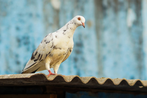White pigeon or white dove on the roof of the cage - Photo, Image