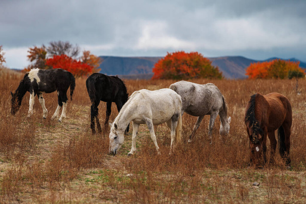 Horses grazing in the mountains in autumn - Foto, imagen